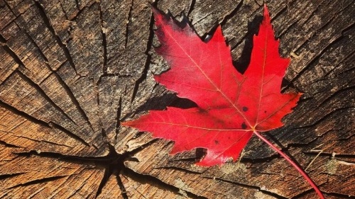 2026��1��1���𣬼��ô������������Ч���漰��ѧ������ְ�߼���ҵ�ҡ���